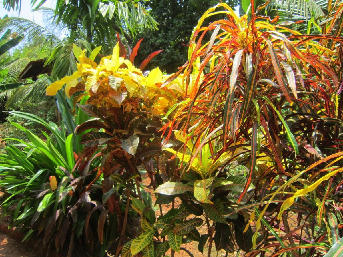 Namaste Yoga Farm Villa Gokarna  Eksteriør billede