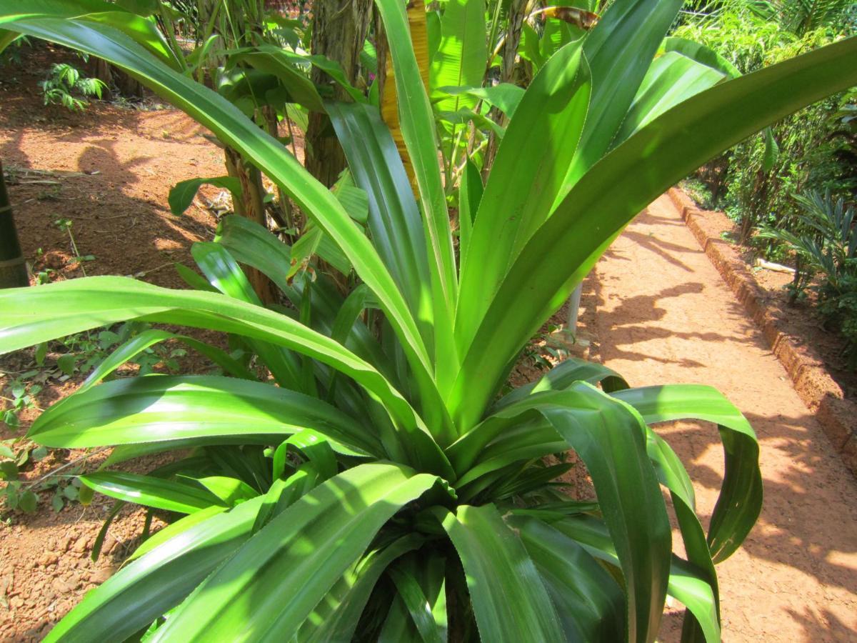 Namaste Yoga Farm Villa Gokarna  Eksteriør billede