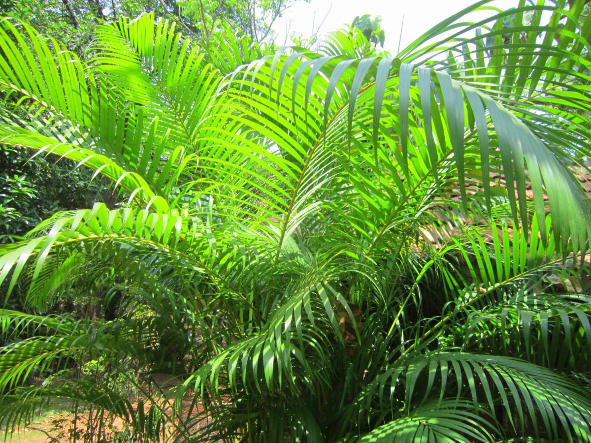 Namaste Yoga Farm Villa Gokarna  Eksteriør billede